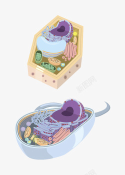 彩色细胞核结构素材