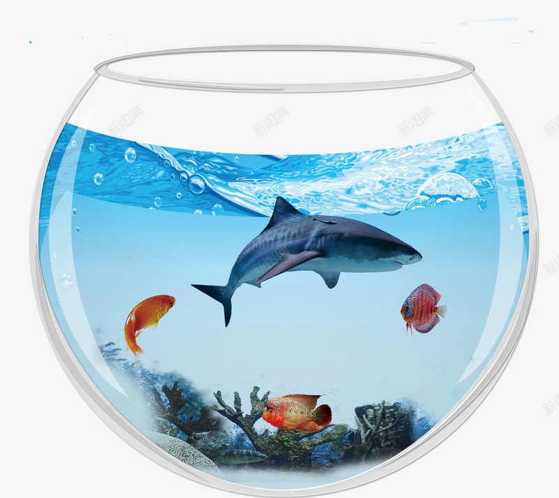 装有鲨鱼的鱼缸png免抠素材_88icon https://88icon.com 手绘 有鱼的鱼缸 玻璃缸 鱼缸 鲨鱼