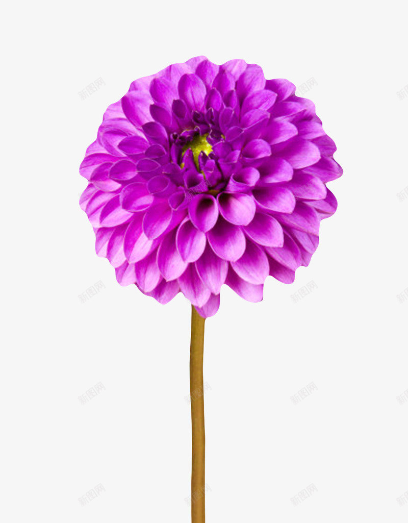 紫色植物卷起来的一朵大花实物png免抠素材_88icon https://88icon.com 一朵大花 盛开 种类 花冠 花卉 花卷 花托 花梗 花芯 花萼 香味