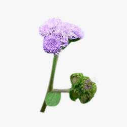 一株紫奶蓟草花苞素材