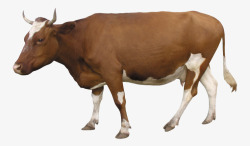 一头一头母牛高清图片