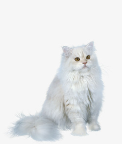 猫王波斯猫图高清图片