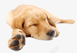 拉布拉多犬睡觉素材