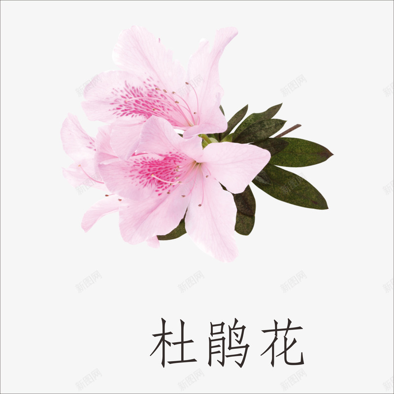 杜鹃花png免抠素材_88icon https://88icon.com 小植物 鲜花