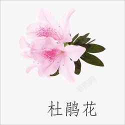 杜鹃花背景杜鹃花高清图片