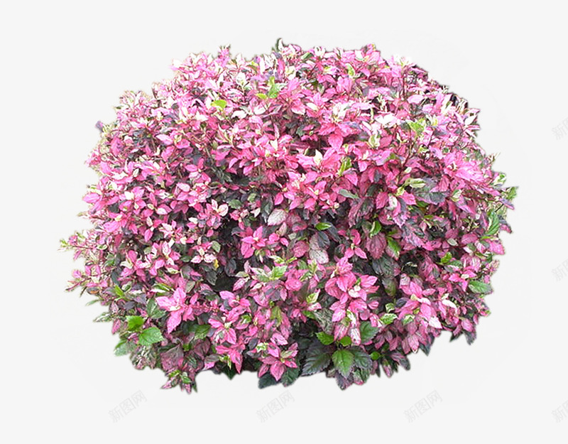 景观植物红花继木灌木球png免抠素材_88icon https://88icon.com 变色叶植物 景观苗木 植物 灌木地被 灌木球 炸糕 红花继木 绿篱球 花丛 造型绿篱