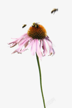 蜜蜂采花蜜素材