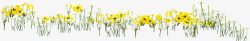 黄色春季向日葵花海素材