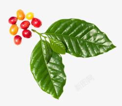 反光叶子绿色叶子和成熟咖啡果实物高清图片