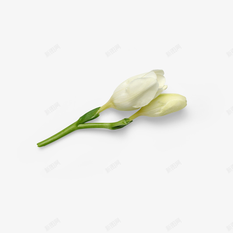 白花自然植物枝叶花瓣psd免抠素材_88icon https://88icon.com 小清新 干净 植物 清新 清淡 白色花朵 素雅 美丽 自然 花朵