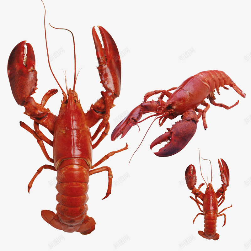 不同角度的龙虾png免抠素材_88icon https://88icon.com psd源文件 海鲜自助 餐厅