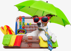 夏日绿色雨伞小狗摄影行李箱素材