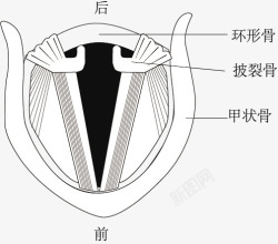 声带发声示意图素材