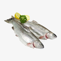 鳟鱼生鲜水产鱼类素材