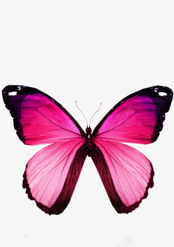 对称蝴蝶一张红色蝴蝶高清图片