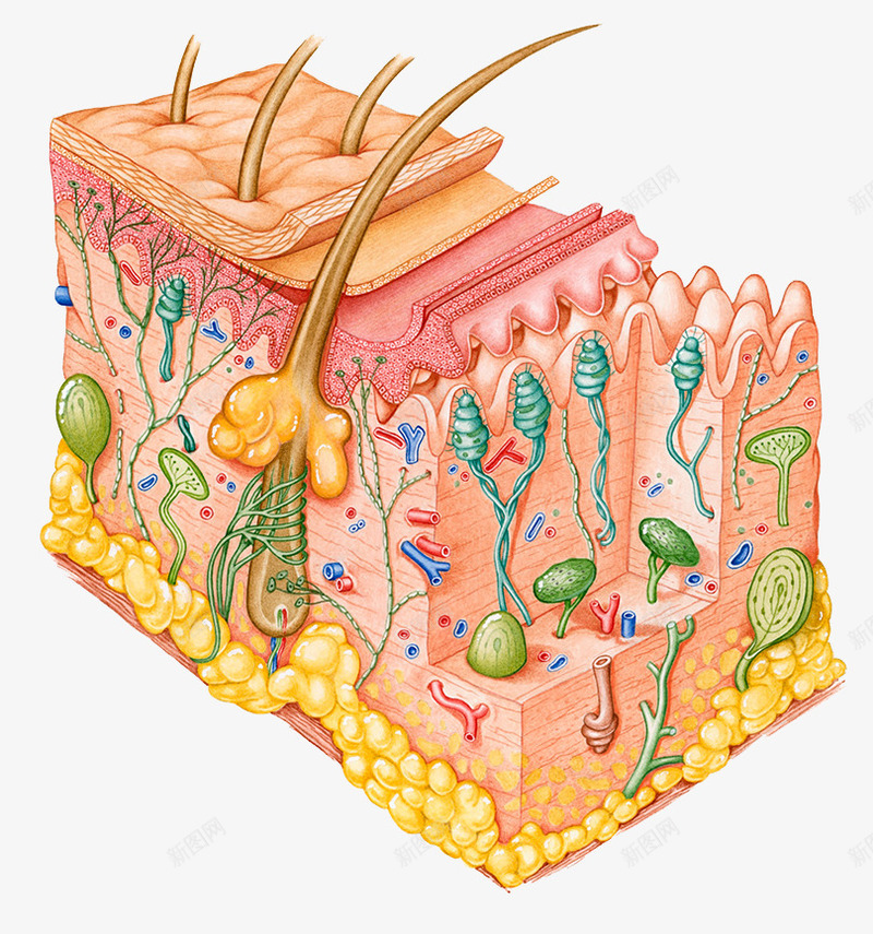 彩色皮层组织插图png免抠素材_88icon https://88icon.com 毛囊 汗腺 皮肤结构 细胞