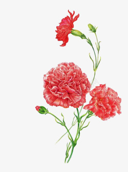 鲜花盛开妖娆的康乃馨高清图片