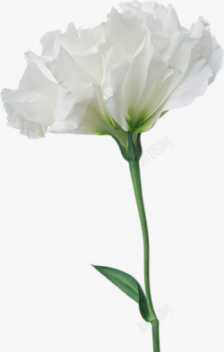 鲜花逼真鲜花素材