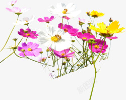 彩色春季唯美花朵素材