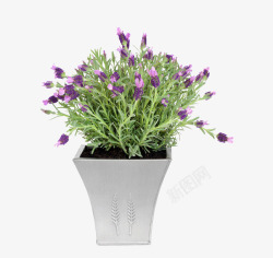 陶瓷花盆一盆紫色的花高清图片