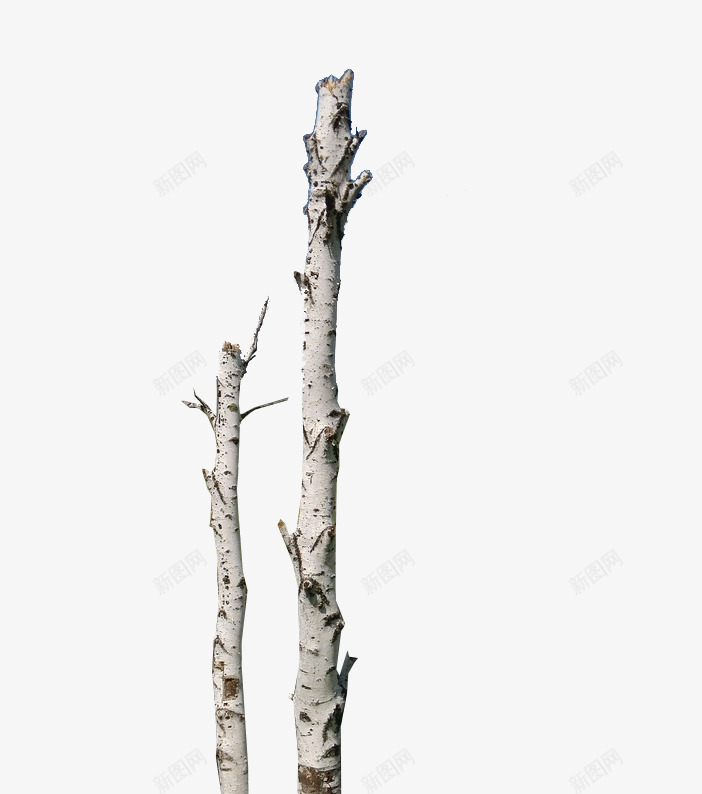 天然白桦树干png免抠素材_88icon https://88icon.com 产地 天然 木质 材料 树干 树木 白桦木 白色 纹理