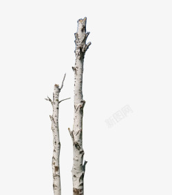 天然白桦树干素材