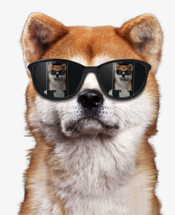 黑色墨镜戴墨镜的狗高清图片