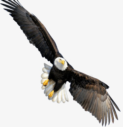 小鹰设计飞翔的老鹰高清图片