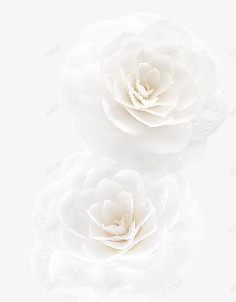 纯洁白色植物花朵png免抠素材_88icon https://88icon.com 植物 白色 纯洁 花朵