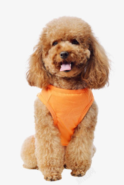 一只可爱的小泰迪素材