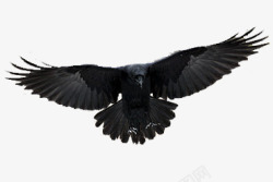 黑色乌鸦展翅飞翔素材