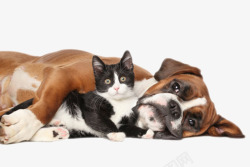 棕色躺着的狗和黑色小猫动物素材