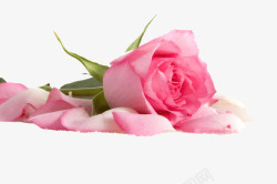 玫瑰瓣飘零背景粉色玫瑰花瓣饱满高清图片