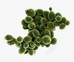 酵母菌孢子绿色酵母高清图片