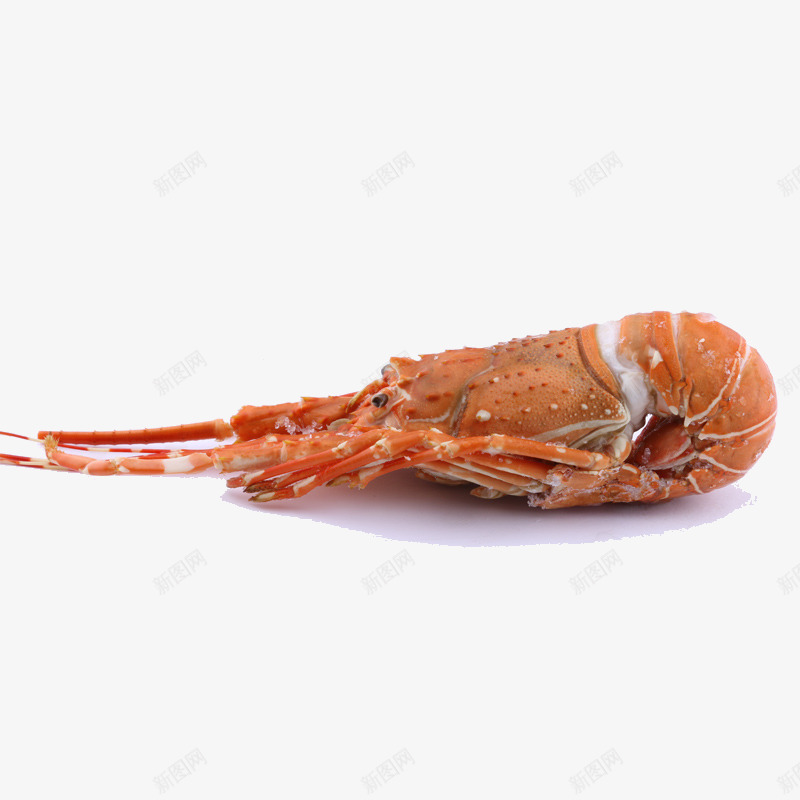 澳洲红龙虾png免抠素材_88icon https://88icon.com 产品实物 小龙虾仔 澳洲龙虾 熟冻海鲜 红龙虾 营养美食