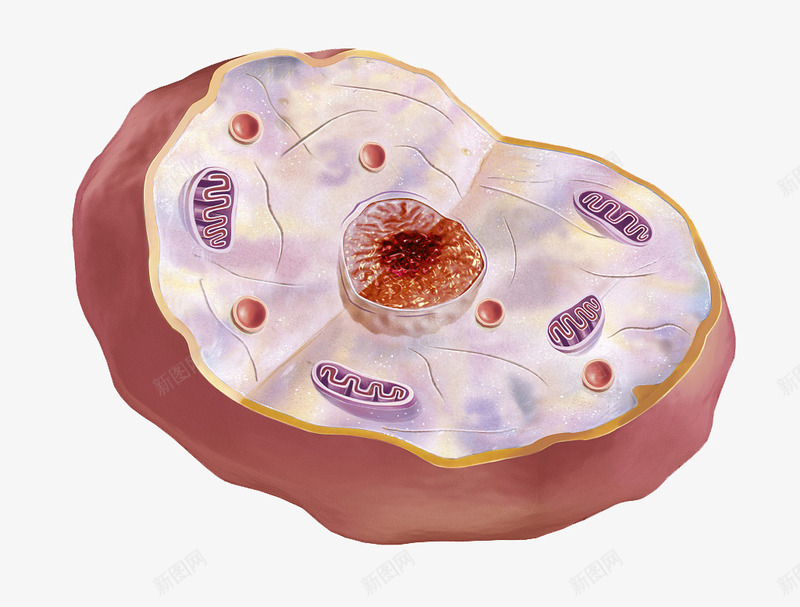 彩色细胞核结构png免抠素材_88icon https://88icon.com 3D细胞模型 动物细胞 核糖核酸 植物细胞 模型结构 横断面 细胞核 细胞膜 细胞质