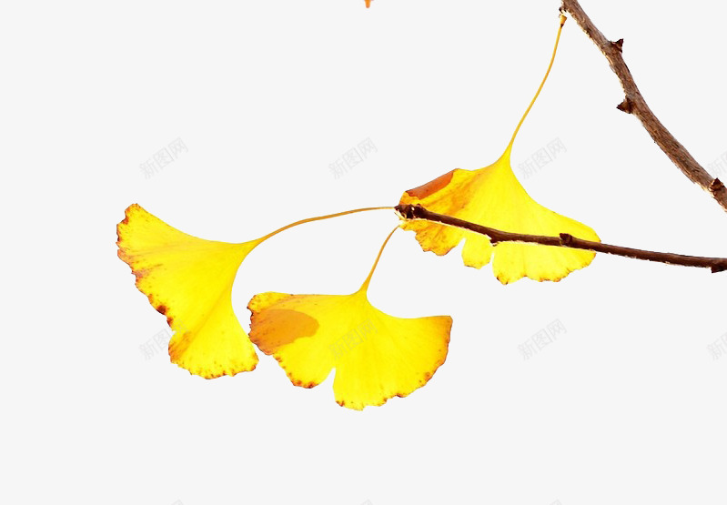 银杏叶png免抠素材_88icon https://88icon.com 叶子 树叶 水彩 秋叶 落叶 银杏叶 黄叶