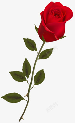 带刺的一枝带刺的玫瑰花高清图片