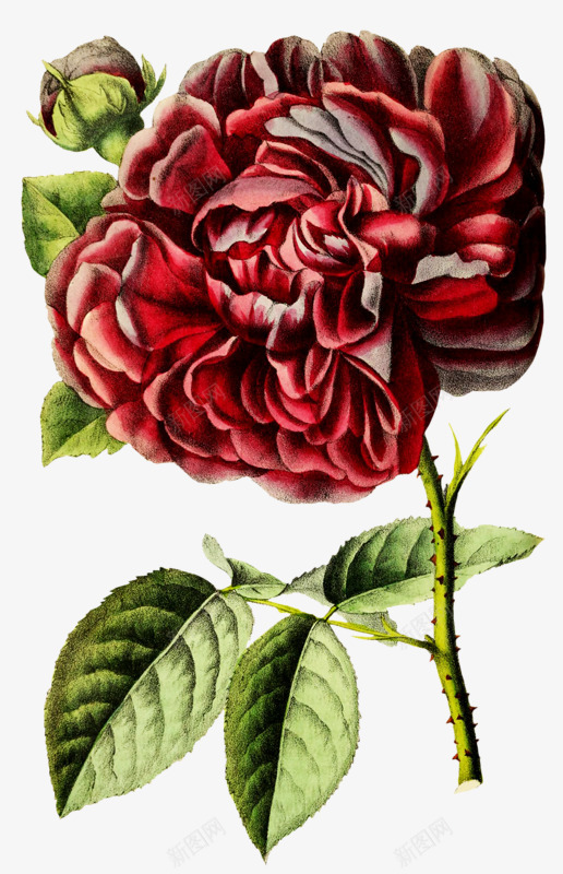 血红的花png免抠素材_88icon https://88icon.com 好看 妖艳 手绘 花朵