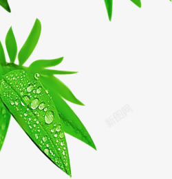 水珠绿色竹叶素材
