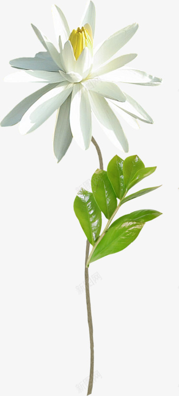 一朵白花png免抠素材_88icon https://88icon.com 好看 实物 植物 花朵