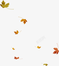 飘落秋叶漂浮的树叶高清图片