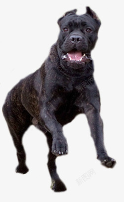 黑色动物大型犬素材
