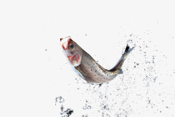 跃起的鱼水花中的石斑鱼高清图片