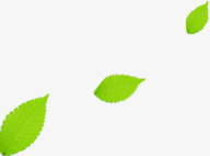 绿色树叶春季海报装饰png免抠素材_88icon https://88icon.com 春季 树叶 海报 绿色 装饰