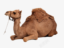 风景无框画沙漠骆驼高清图片