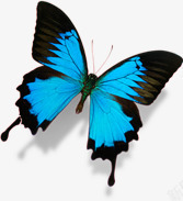 春季蓝色纹理蝴蝶装饰素材