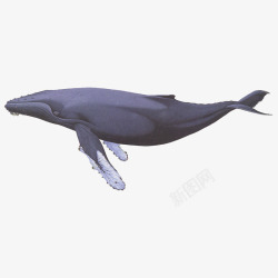 卡通一只蓝色的座头鲸自然生物插素材