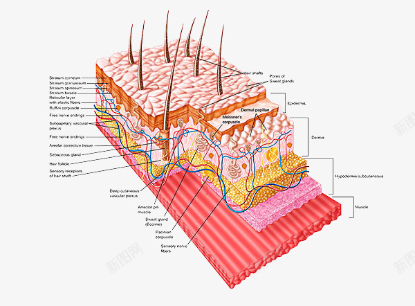 肌肤内组织图png免抠素材_88icon https://88icon.com 剖析图 动脉 多层组织 皮下组织 皮肤保养 皮肤组织结构 肌肤组织