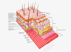 剖析图肌肤内组织图高清图片